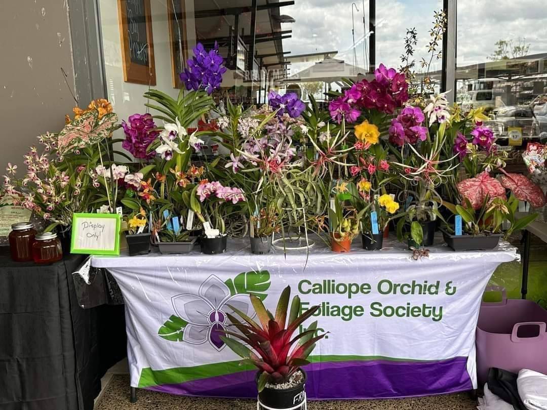 Calliope orchid and foliage society sale and display day