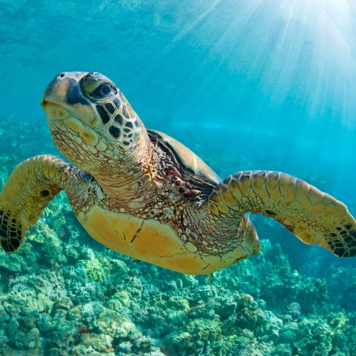 Green sea turtle 2