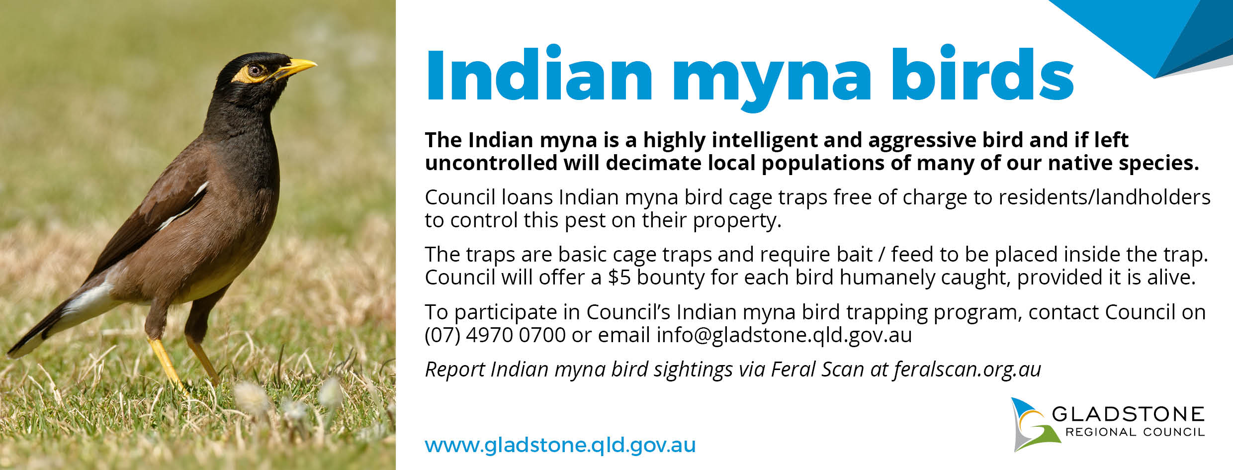 Indian myna newsletter strip advert