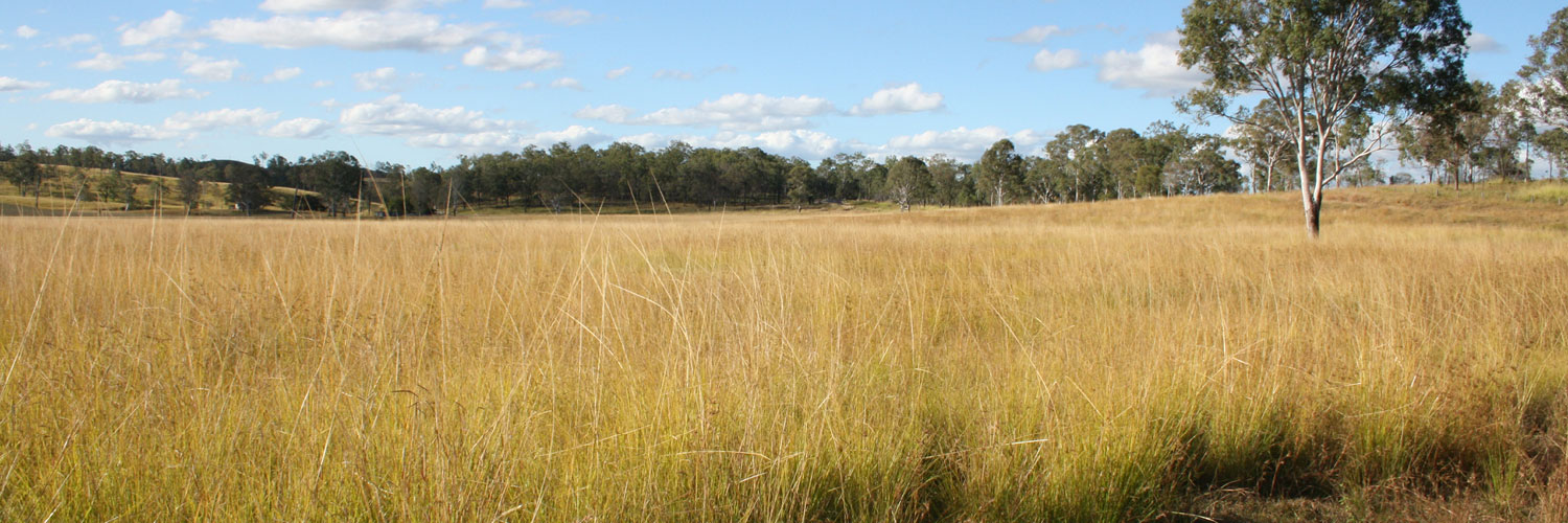 Paddock of Giant Rats Tail Grass