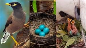 Indian Myna Bird with eggs