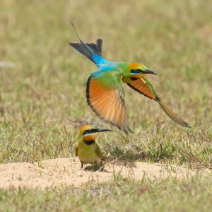 Rainbow bee eater