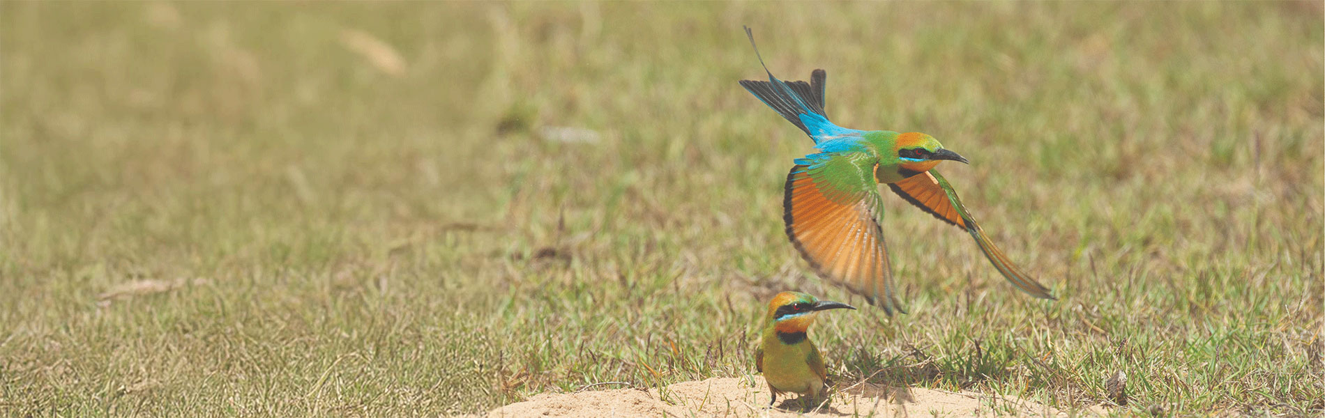 Rainbow bee eaters