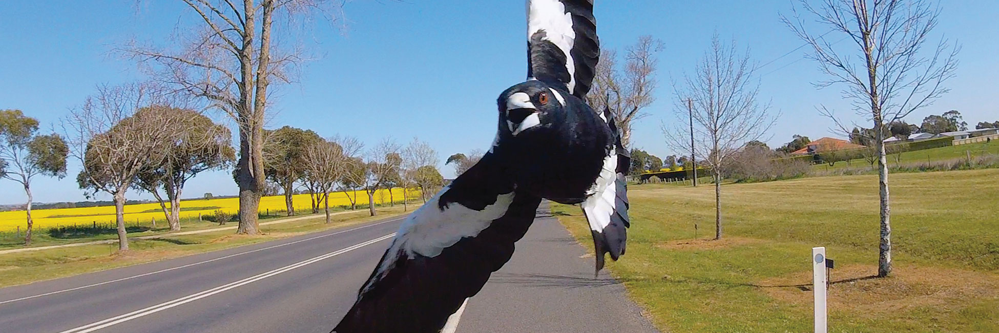 Swooping magpie cmyk
